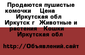 Продаются пушистые комочки. › Цена ­ 3 000 - Иркутская обл., Иркутск г. Животные и растения » Кошки   . Иркутская обл.